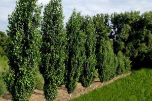 چگونه از طریق کاشت نهال صنوبر به درآمد برسیم