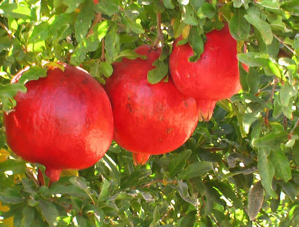 نهال انار ساوه