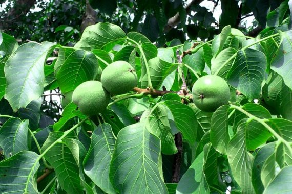 نهال گردو کانادایی