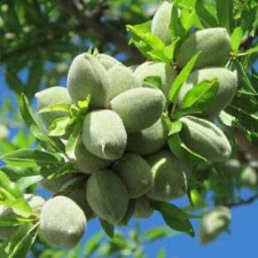 خرید نهال بادام آذر