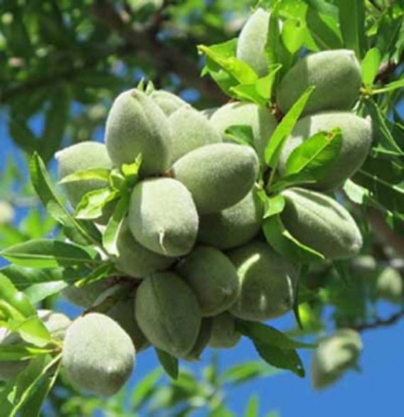 خرید نهال بادام آذر