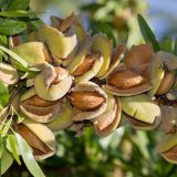 نهال بادام سنگی