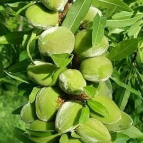 خرید نهال بادام شکوفه