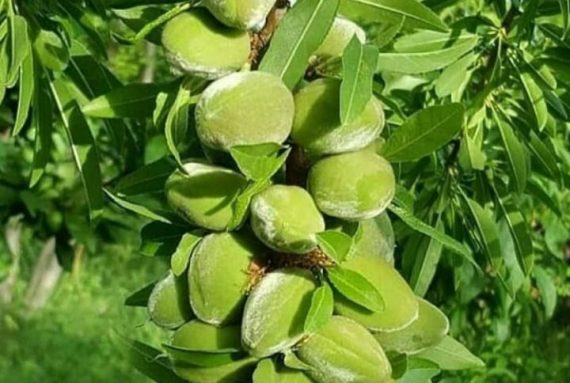 خرید نهال بادام شکوفه