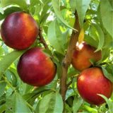 نهال شلیل مغان