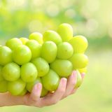 نهال انگور موسکات،