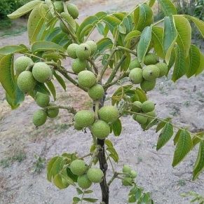 نهال گردو خوشه ای