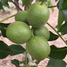 نهال گردو فرنور پیوندی