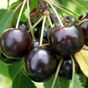 نهال گیلاس دلارکا