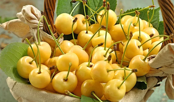 نهال گیلاس زرد ارومیه