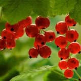 نهال انگور ردکارنت