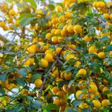 نهال الو قطره طلا