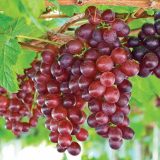 نهال انگورشامپاین