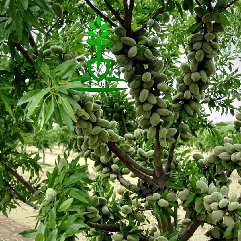 نهال بادام