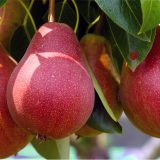 نهال گلابی رد انجو