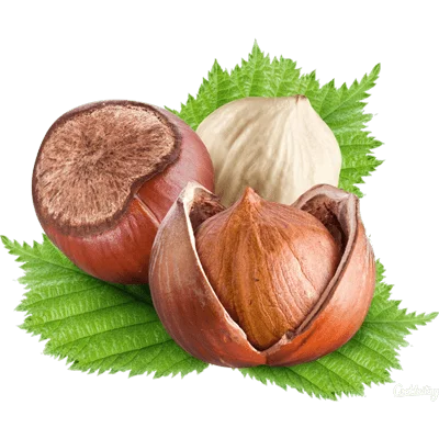 نهال فندق