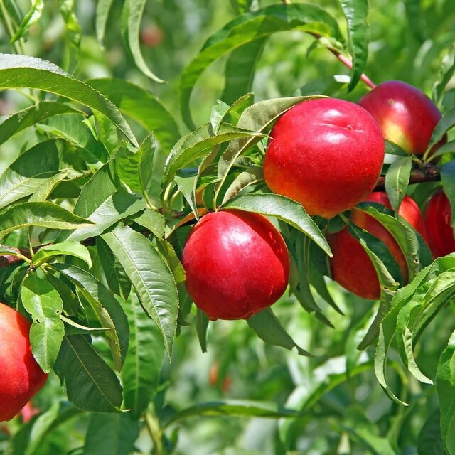 نهال شلیل