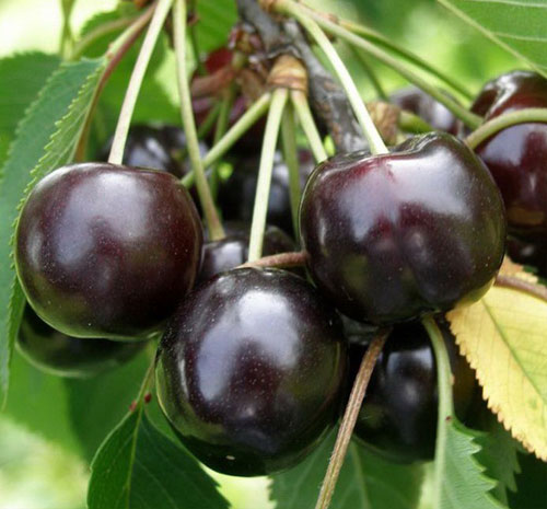 نهال گیلاس
