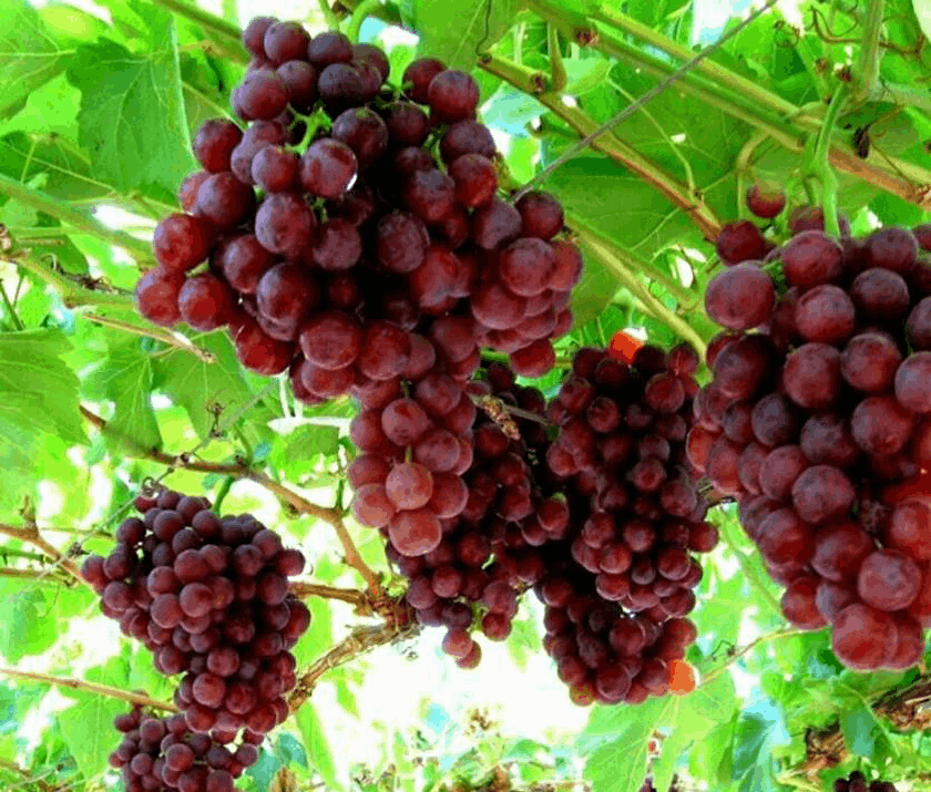 نهال انگور قزل