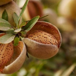 نهال بادام کاغذی