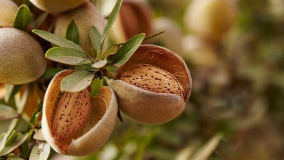 نهال بادام کاغذی