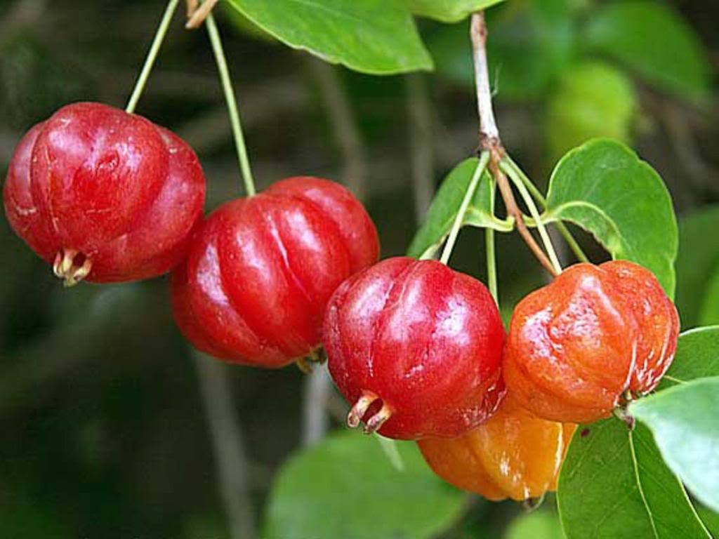 نهال گیلاس سورینام 