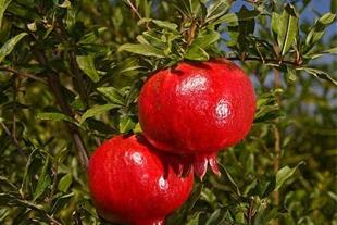 نهال انار