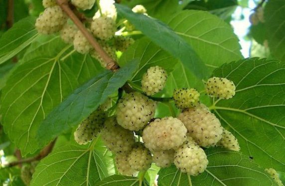 نهال توت هرات