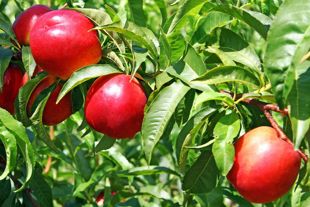 نهال شلیل کیوتا