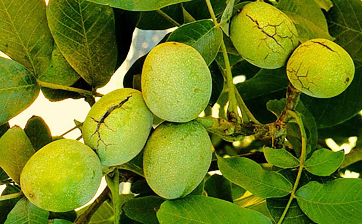 نهال گردو شیلی