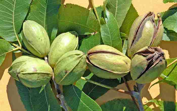 نهال گردو پکان