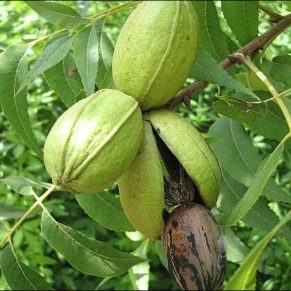 نهال گردو پکان