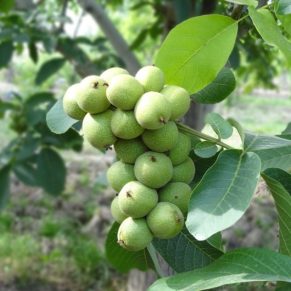 نهال گردو ژنوتیپ