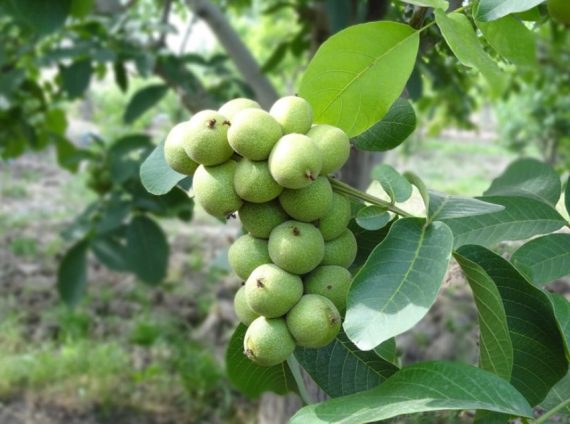 نهال گردو ژنوتیپ