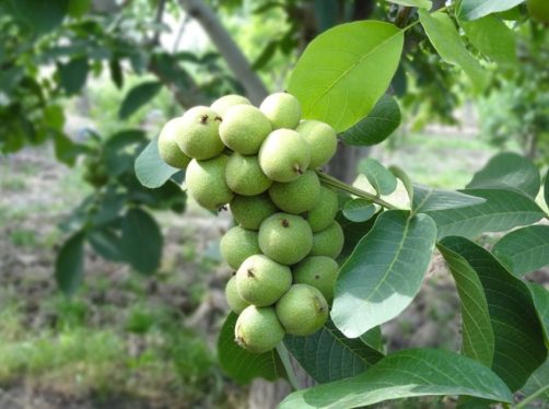 نهال گردو ژنوتیپ 