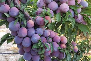 خرید نهال آلو میروبالان