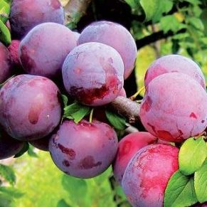 خرید نهال آلو میروبالان