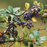 نگهداری نهال زرشک سیاه