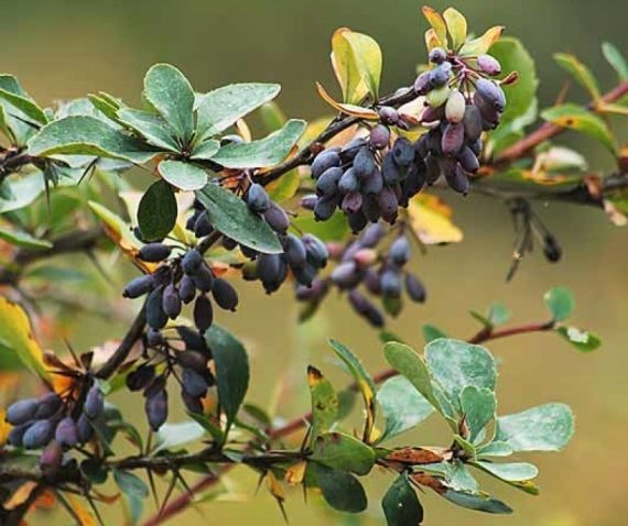 نگهداری نهال زرشک سیاه
