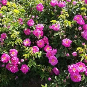 نگهداری نهال-گل-محمدی