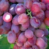 خرید نهال انگور صاحبی