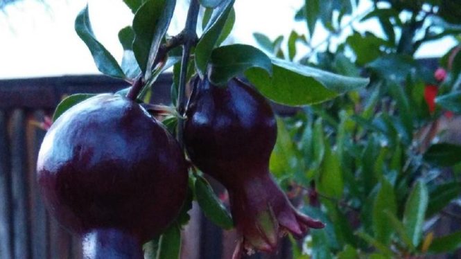 قیمت نهال انار پوست سیاه