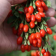 نهال گوجه بری