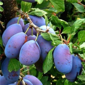 خرید نهال آلو سیاه شاهسون