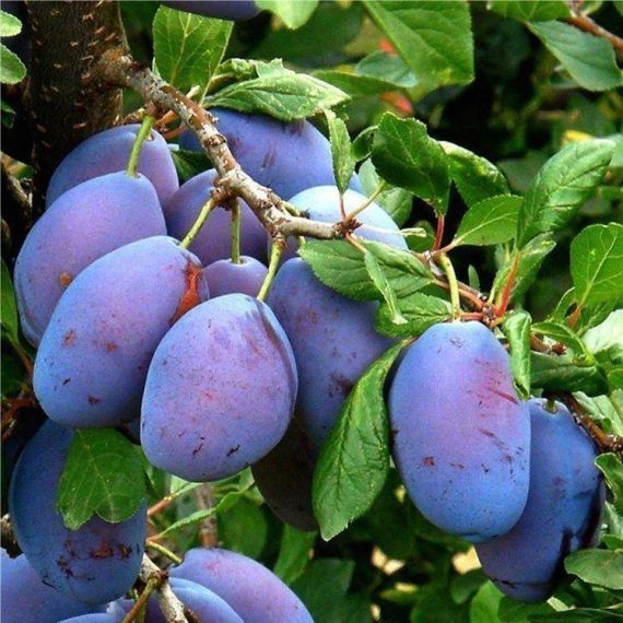 خرید نهال آلو سیاه شاهسون