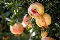 نهال انار سفید