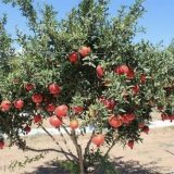 خرید نهال انار واندرفول