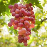 قیمت نهال انگور بیدانه قرمز