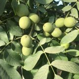 نهال گردو آلتای ترکیه