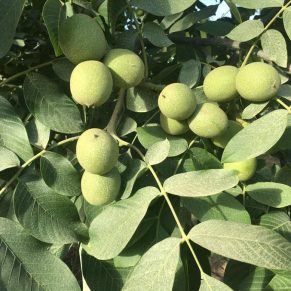 نهال گردو آلتای ترکیه